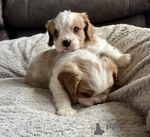 Photo №2 to announcement № 143851 for the sale of cavalier king charles spaniel - buy in United States private announcement