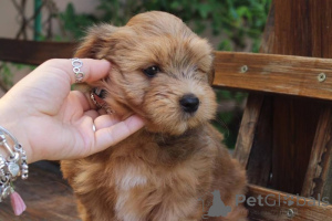 Photo №4. I will sell havanese dog in the city of Falun. private announcement, breeder - price - 774$