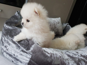 Photo №1. pomeranian - for sale in the city of Munich | 317$ | Announcement № 69752