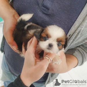 Photo №1. non-pedigree dogs - for sale in the city of Антверпен | negotiated | Announcement № 80404