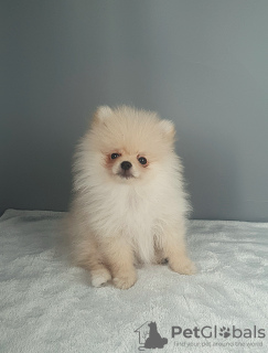 Photo №2 to announcement № 95736 for the sale of pomeranian - buy in Russian Federation breeder