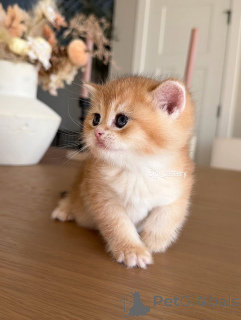 Photo №4. I will sell british shorthair in the city of Carro. private announcement - price - negotiated
