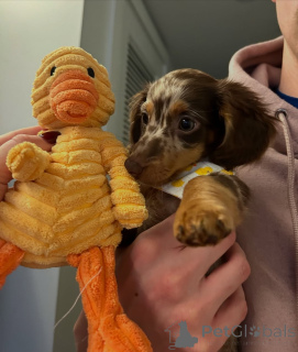 Photo №1. dachshund - for sale in the city of Berlin | 568$ | Announcement № 167794