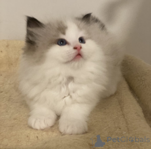 Photo №4. I will sell ragdoll in the city of WHANGANUI. breeder - price - 282$