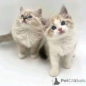Photo №1. ragdoll - for sale in the city of Munich | 659$ | Announcement № 150761