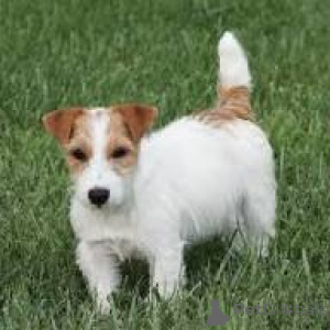 Photo №2 to announcement № 169388 for the sale of jack russell terrier - buy in Finland private announcement, breeder