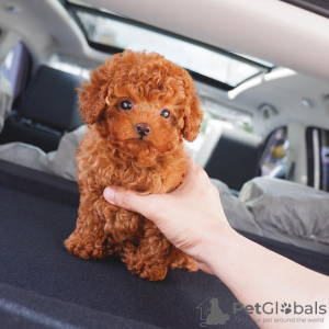 Photo №1. poodle (toy) - for sale in the city of Амстердам | negotiated | Announcement № 44008