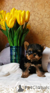 Photo №2 to announcement № 136911 for the sale of yorkshire terrier - buy in Russian Federation private announcement