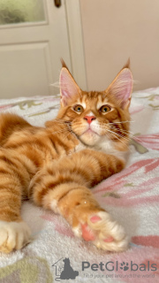 Additional photos: Gorgeous Maine Coon kitten