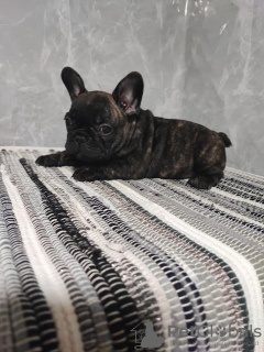 Photo №2 to announcement № 98492 for the sale of french bulldog - buy in Serbia breeder