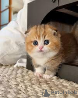 Photo №1. munchkin - for sale in the city of Paris | 516$ | Announcement № 165518