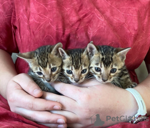 Photo №1. bengal cat - for sale in the city of Berlin | negotiated | Announcement № 68989
