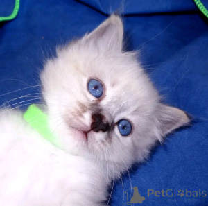 Photo №3. Sacred Burmese kitten to give away. Finland