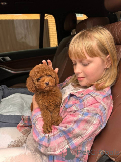 Photo №2 to announcement № 154263 for the sale of poodle (royal) - buy in United States breeder