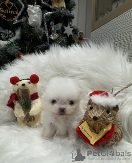 Photo №3. Super tiny snowballs Pomeranians. France