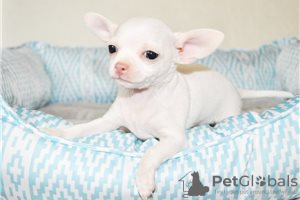 Photo №3. Adorable Chihuahua Puppies for free adoption. Germany