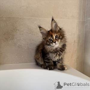 Photo №4. I will sell maine coon in the city of Prague. breeder - price - negotiated