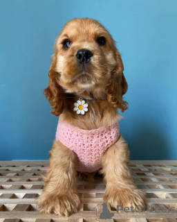 Photo №1. english springer spaniel - for sale in the city of Salzburg | negotiated | Announcement № 164302