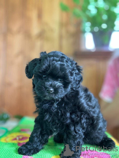 Photo №3. Healthy Toy Poodle Puppies with pedigree for sale to loving homes. Spain