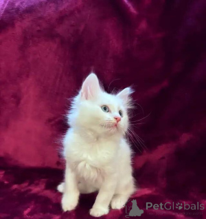 Photo №2 to announcement № 175999 for the sale of siberian cat - buy in Germany private announcement