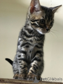 Photo №1. bengal cat - for sale in the city of Vienna | 317$ | Announcement № 88470