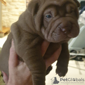 Photo №1. shar pei - for sale in the city of Мигдаль-ха-Эмек | 3000$ | Announcement № 57263
