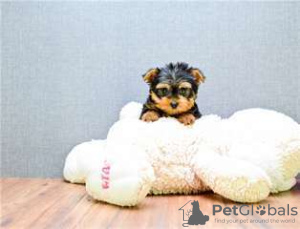 Photo №1. yorkshire terrier - for sale in the city of Dijon | 205$ | Announcement № 26253