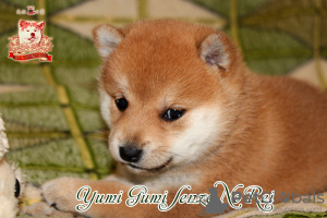 Photo №2 to announcement № 73351 for the sale of shiba inu - buy in Ukraine breeder