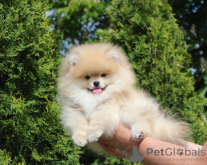 Photo №1. pomeranian - for sale in the city of Borisov | negotiated | Announcement № 16867