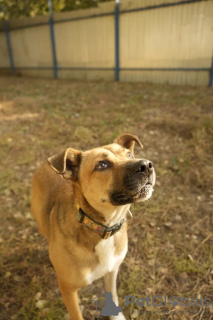 Additional photos: Friendly companion dog Tengri is looking for a home!