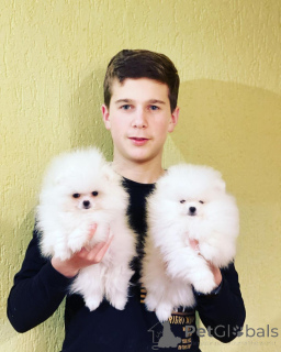 Photo №3. Stunning Spzit pomerians puppies ready for their forever loving families. Germany