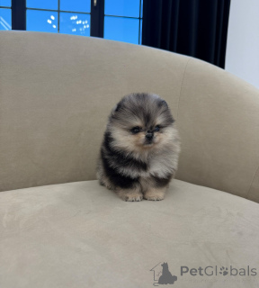 Photo №3. Tiny Poms, Big Hearts Adorable Pomeranian Puppies Available!. Germany