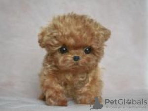 Photo №1. poodle (toy) - for sale in the city of Paris | negotiated | Announcement № 124757