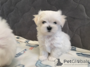 Additional photos: Sale of elite puppies of the Maltese lapdog with an excellent pedigree