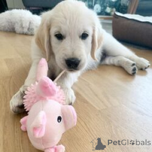 Photo №1. golden retriever - for sale in the city of Birkirkara | 500$ | Announcement № 168826