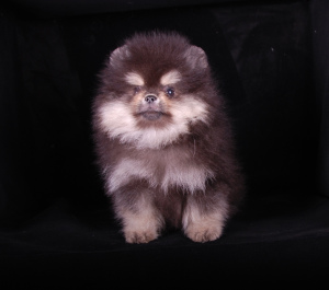 Photo №1. pomeranian - for sale in the city of St. Petersburg | 1128$ | Announcement № 3332