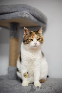 Photo №3. The unusual beauty Letty is in good hands.. Russian Federation