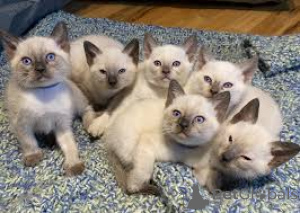 Photo №1. siamese cat - for sale in the city of Helsinki | 723$ | Announcement № 161077