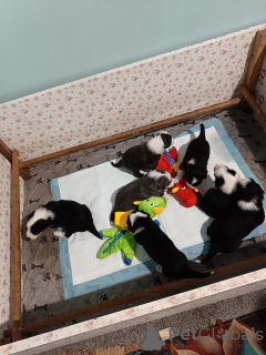 Photo №2 to announcement № 146022 for the sale of bearded collie - buy in France breeder