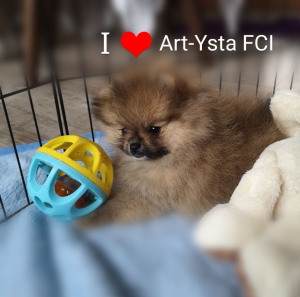 Photo №2 to announcement № 1256 for the sale of pomeranian - buy in Poland 