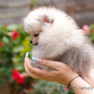 Photo №1. golden retriever - for sale in the city of Alberville | 450$ | Announcement № 168021