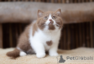 Photo №1. british shorthair - for sale in the city of Aiola | 671$ | Announcement № 169616