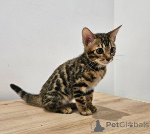 Photo №3. Adorable kittens for home. Germany