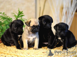 Photo №1. pug - for sale in the city of Berlin | negotiated | Announcement № 31817