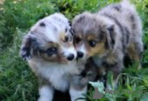 Photo №1. australian shepherd - for sale in the city of Forssa | Is free | Announcement № 129091