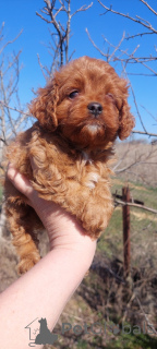 Photo №2 to announcement № 137236 for the sale of kavapu - buy in Ukraine private announcement, from nursery, breeder