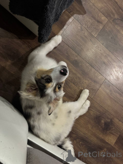 Photo №4. I will sell australian shepherd in the city of Minsk. private announcement, from nursery, breeder - price - 1000$