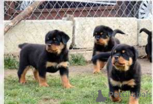 Photo №1. rottweiler - for sale in the city of Stockholm | negotiated | Announcement № 175070