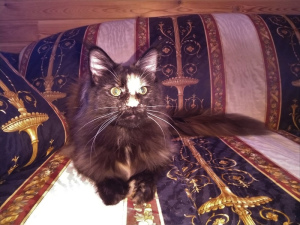 Photo №2 to announcement № 3114 for the sale of maine coon - buy in Russian Federation from nursery