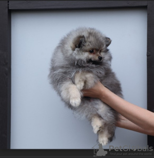 Photo №1. german spitz - for sale in the city of St. Petersburg | negotiated | Announcement № 11185